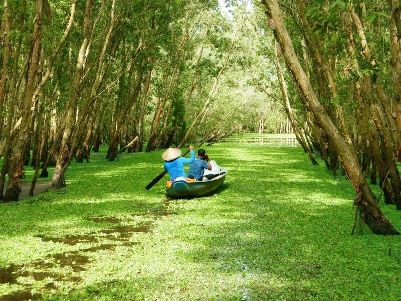 Khám phá thiên nhiên Rừng đước miền Tây tại Cà Mau