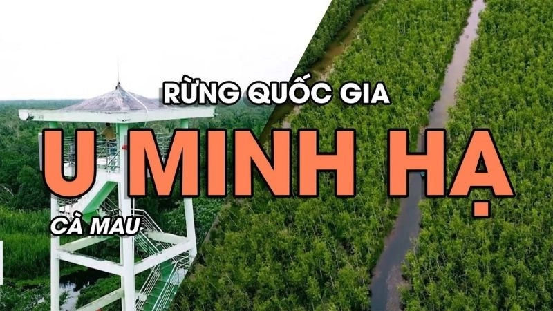 Đôi nét về rừng U Minh Hạ và vẻ đẹp bí ẩn