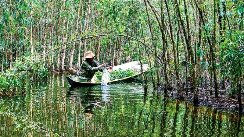 Hệ sinh thái Rừng U Minh Hạ phong phú đặc sắc