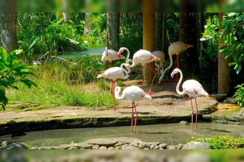 Sân chim Bạc Liêu – thiên đường của các loài chim