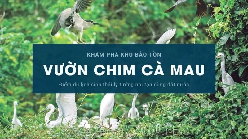 Sân chim Cà Mau nằm giữa trung tâm thành phố Cà Mau, là một trong những điểm đến sinh thái nổi bật