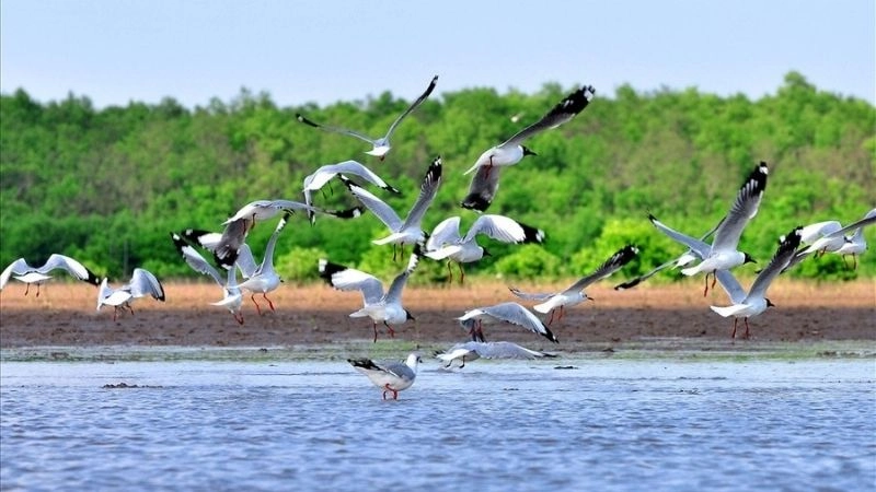 Sân chim Cà Mau ảnh đẹp thiên nhiên tươi xanh