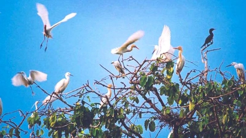 Chim Cà Mau bay lượn trên nền trời trong xanh
