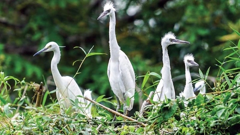 Bình yên Sân chim Cà Mau giữa rừng ngập mặn