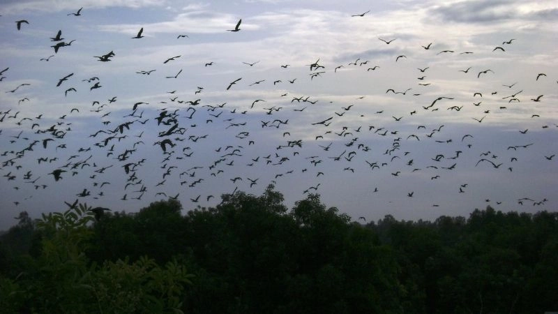 Khám phá Sân chim Cà Mau hành trình đầy thú vị