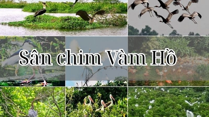 Đôi nét về sân chim Vàm Hồ giữa miền sông nước
