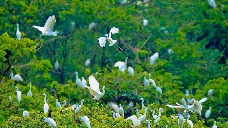 Sân chim Vàm Hồ Bến Tre ảnh đẹp thiên nhiên hoang sơ