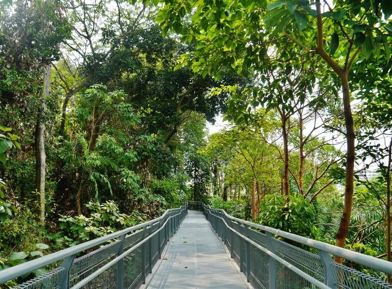 Một buổi sáng yên bình tại Southern Ridges tuyệt đẹp