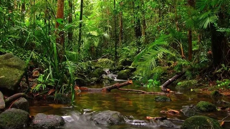 Bình yên Suối Tranh giữa tiếng chim hót