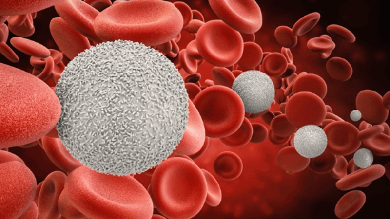 Tế bào gốc tiềm năng vô tận của cơ thể sống