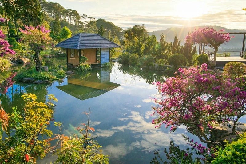 Thiên nhiên Đà Lạt với rừng thông và sương mù