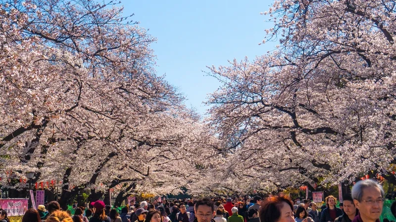Tokyo rực rỡ sắc hoa anh đào mùa xuân