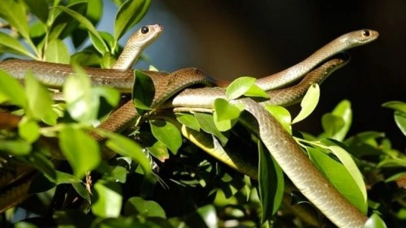 Rắn Trại rắn Đồng Tâm đa dạng chủng loại quý hiếm