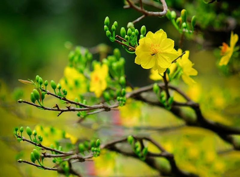 Top địa điểm ngắm đồng lúa chín đẹp nên thử ngay