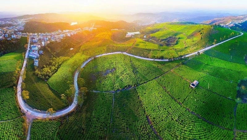 Khám phá Villa đồi chè Đà Lạt qua ảnh villa đồi chè Đà Lạt