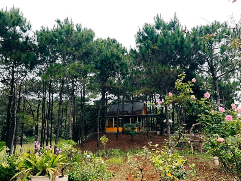 Khám phá Villa đồi thông Bảo Lộc qua ảnh đẹp