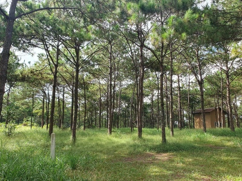 Ngắm Sương mù villa Bảo Lộc lãng mạn buổi sáng