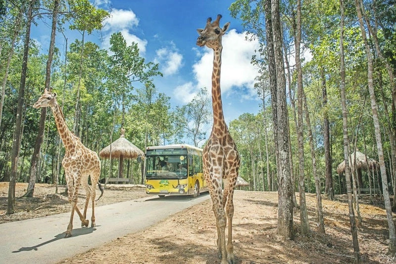 Khám phá động vật tại Vinpearl Safari Phú Quốc