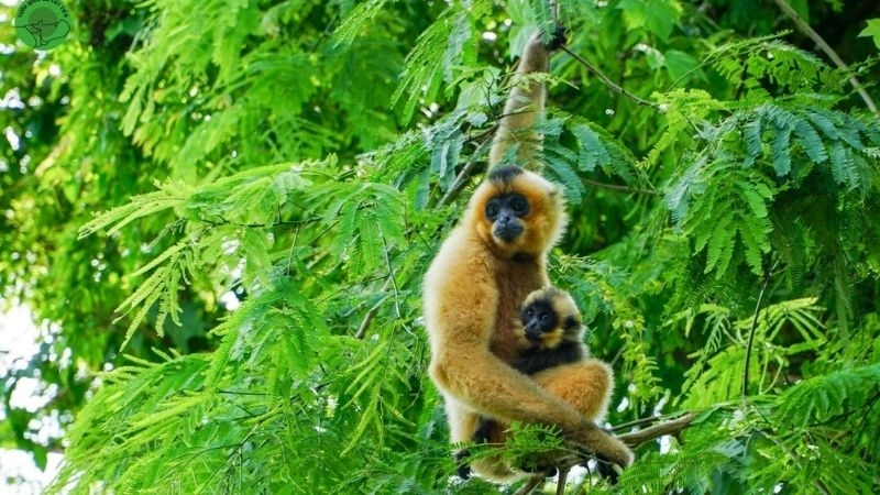 Vườn Quốc gia Cát Tiên Bình Phước ảnh đầy sức sống