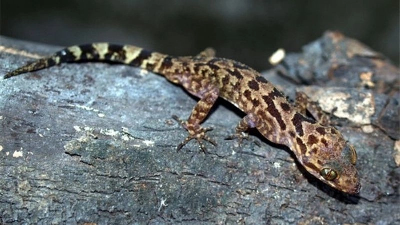 Khám phá Núi Chúa hành trình đầy trải nghiệm mới