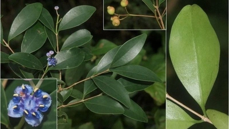 Bình yên Núi Chúa giữa rừng xanh và biển biếc