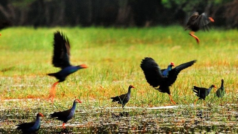 Rừng tràm Tràm Chim xanh ngút ngàn mênh mông