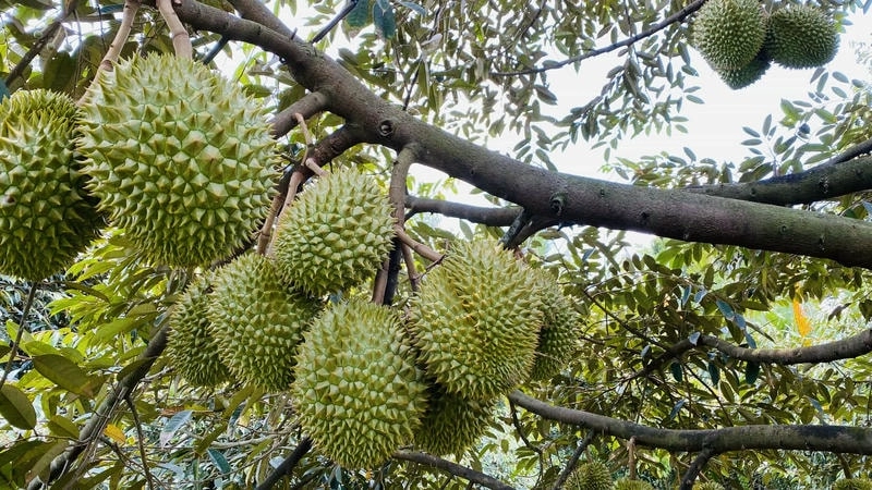 Vườn trái cây Cần Thơ trù phú với mít chín vàng