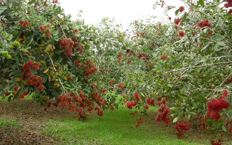 Khám phá Vườn trái cây Cần Thơ đầy trái ngọt