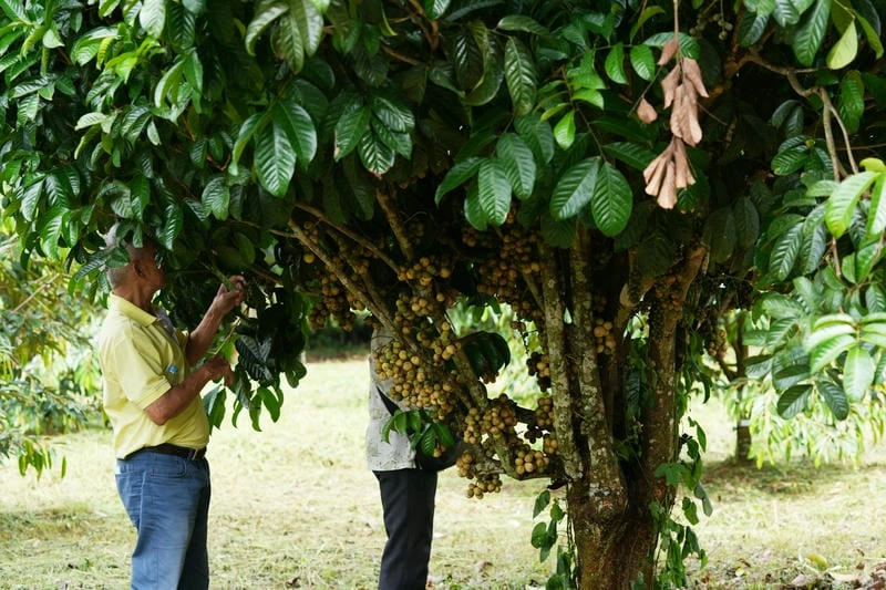 Trái chín ngọt lành trong vườn trái cây Đồng Nai