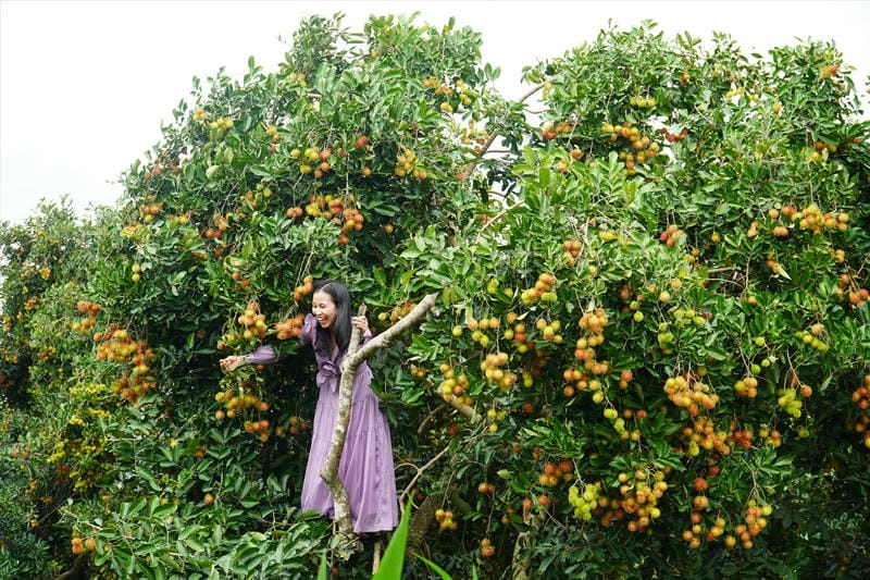 Du khách tham quan vườn trái cây Đồng Nai