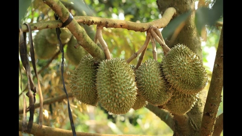 Trái ngọt Vườn trái cây miền Tây tại Vĩnh Long