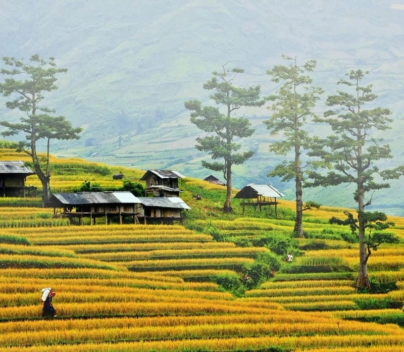 Ảnh Yên Bái đẹp với ruộng bậc thang Mù Cang Chải rực rỡ