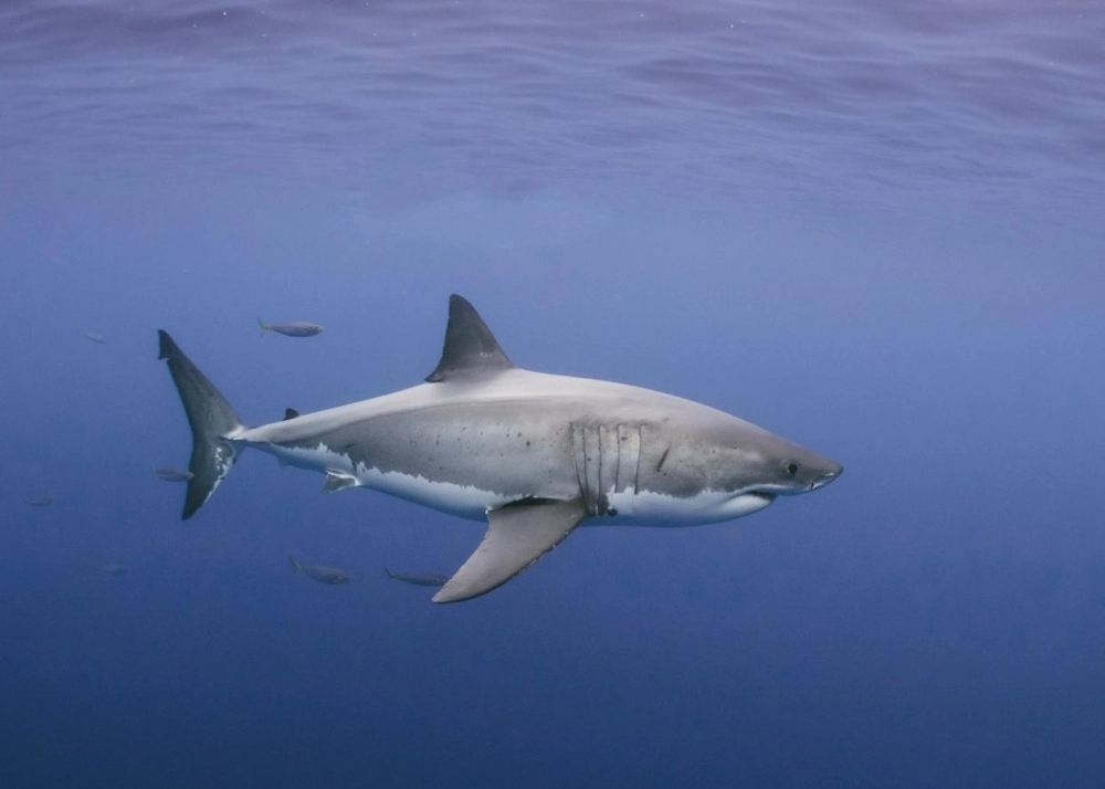 Cá mập có cần bơi suốt đời là câu hỏi khoa học