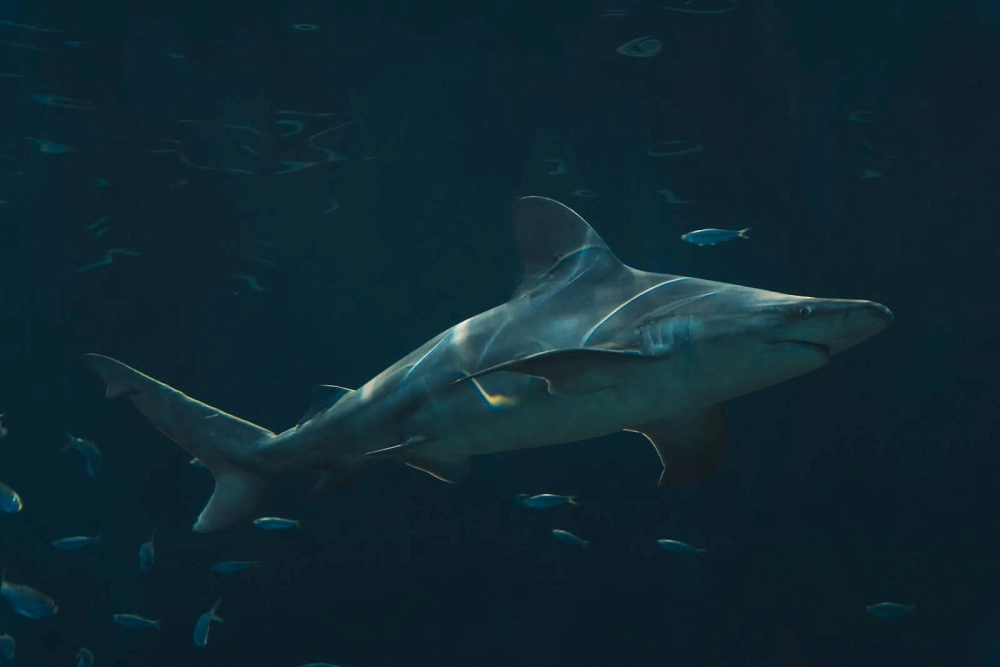 Cá mập hô hấp ra sao giữa lòng biển