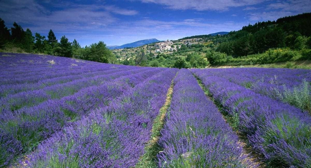 Cánh đồng tử đinh hương Đà Lạt trải dài thơ mộng