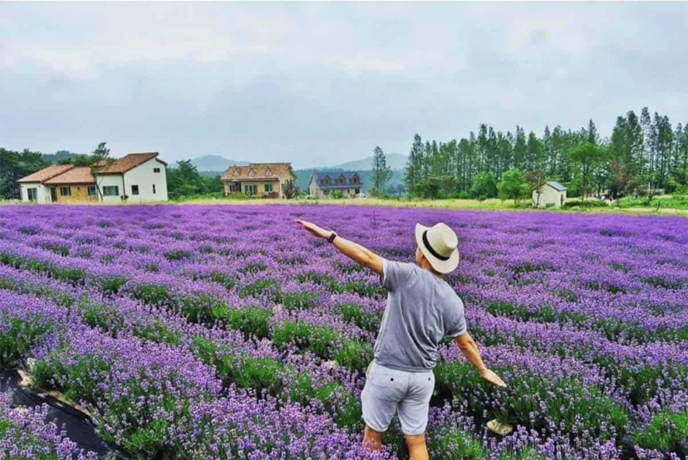 Check in hoa tử đinh hương Đà Lạt ngập tràn chất thơ