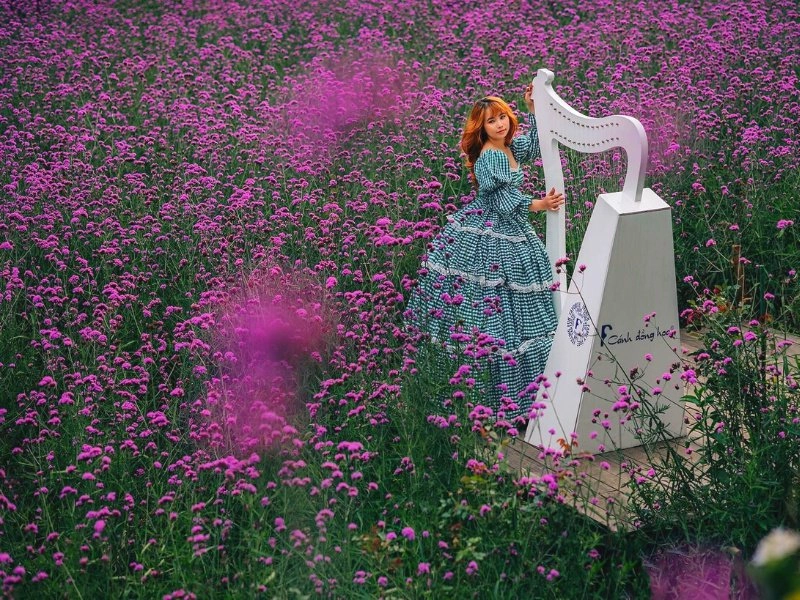 Tham quan hoa tử đinh hương Đà Lạt giữa thiên nhiên