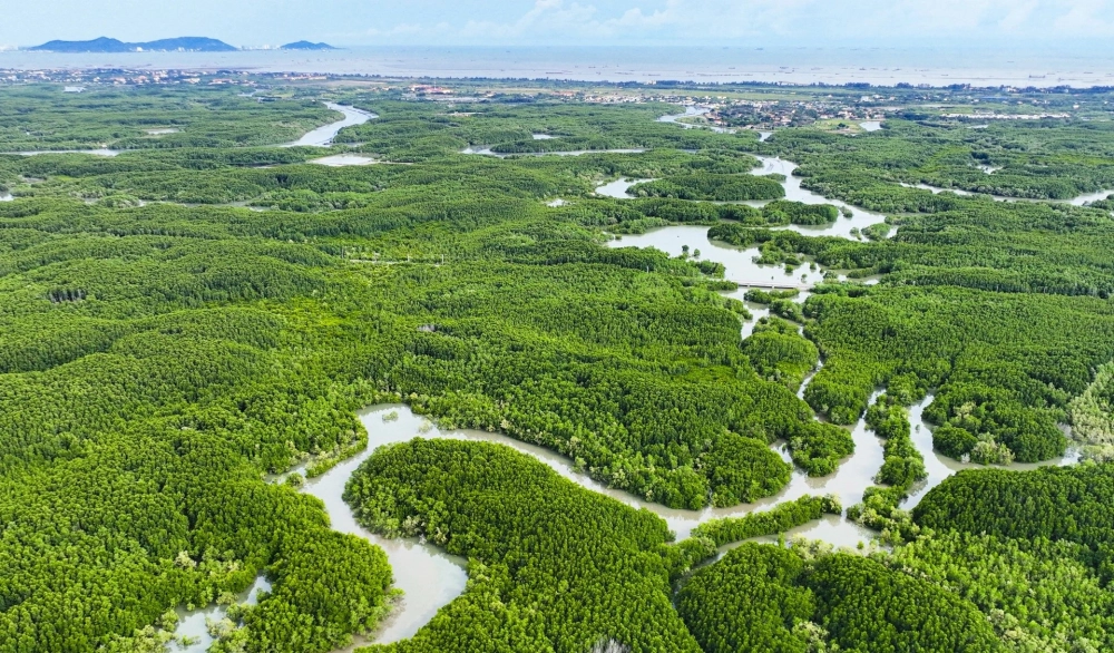 Rừng ngập mặn Cần Giờ ở đâu điểm đến gần Sài Gòn