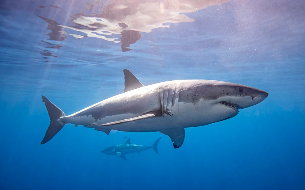 Đặc điểm sinh học cá mập đầy thích nghi