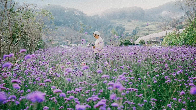 Hoa tím Đà Lạt tạo nên khung cảnh lãng mạn