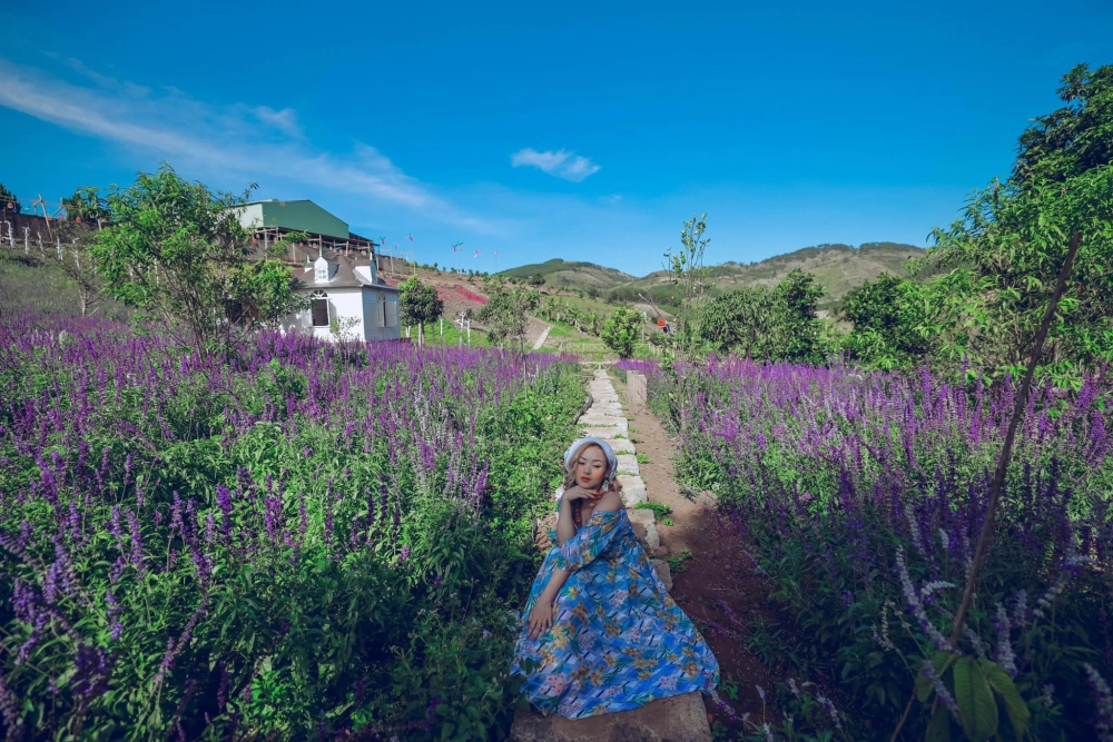 Điểm sống ảo Đà Lạt hoa tím được giới trẻ yêu thích
