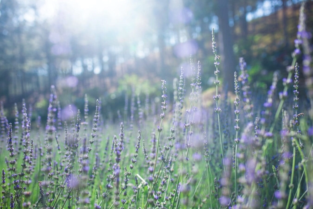 Trải nghiệm hoa tử đinh hương Đà Lạt nhẹ nhàng thư giãn