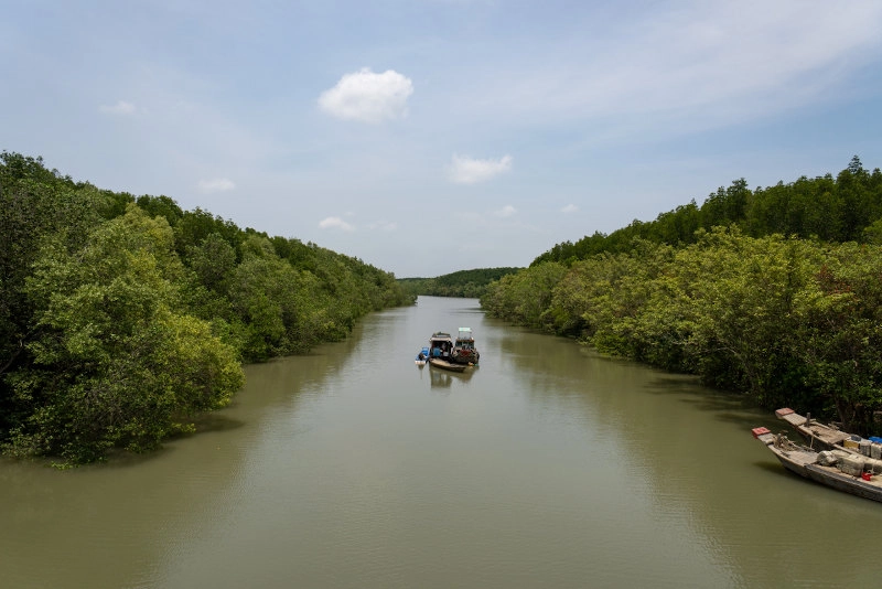 Thực vật rừng ngập mặn Cần Giờ xanh bền vững