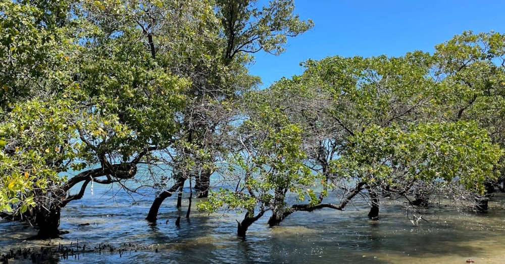 Bảo tồn rừng ngập mặn Cần Giờ vì tương lai