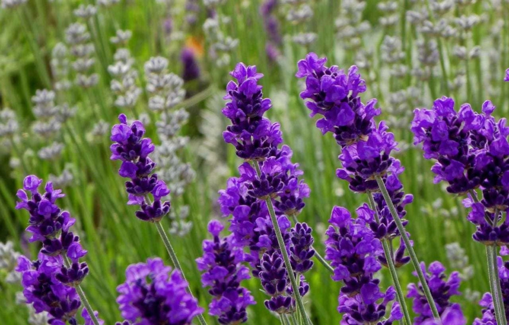 Vườn hoa tử đinh hương Đà Lạt rực rỡ giữa trời xanh