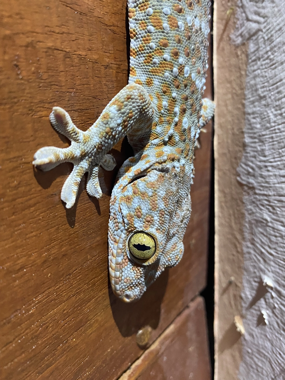 Tắc kè bám tường dễ dàng trên mọi bề mặt