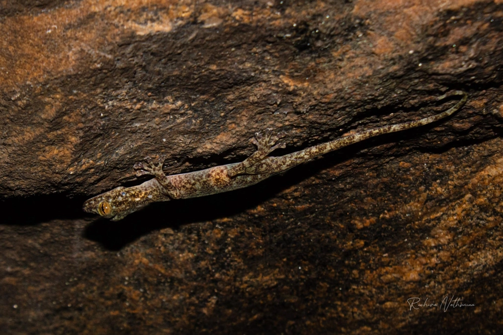 Cơ chế bám tường của tắc kè là kỳ quan sinh học