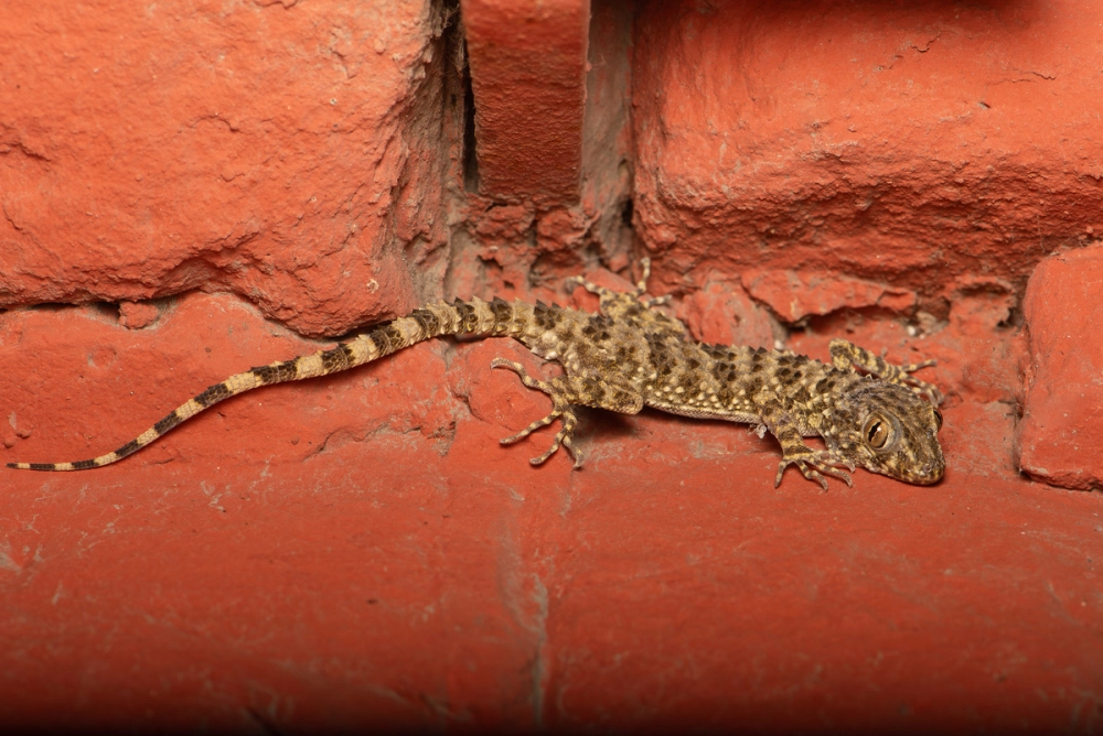 Tắc kè leo thẳng đứng mà không hề trượt ngã