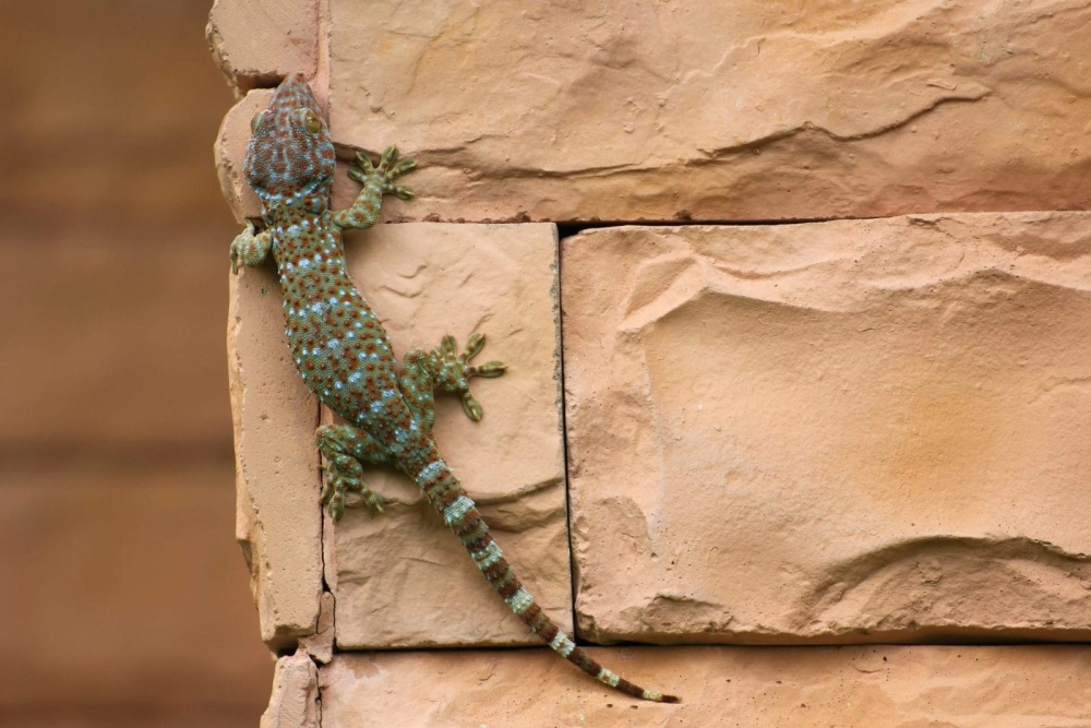 Tắc kè không rơi khi bám tường dù ở độ cao lớn