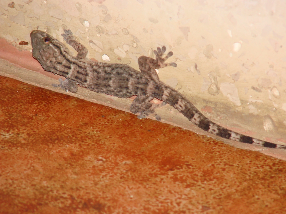 Tắc kè bám tường khoa học truyền cảm hứng công nghệ